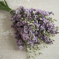 Riddarsporre ´Misty Lavender´